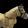 horse_1